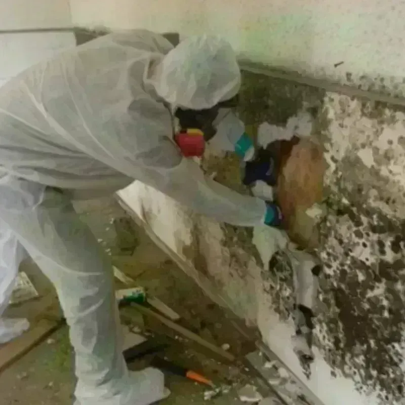 Mold Remediation and Removal in Everman, TX